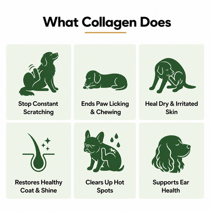 A Calmer, Itch Free Dog In Weeks