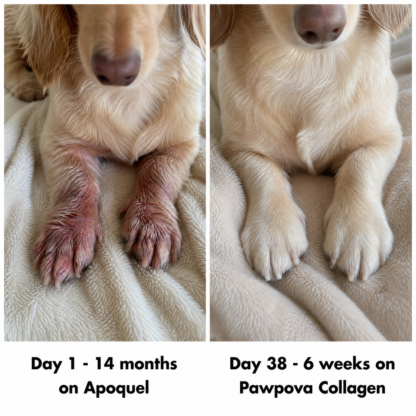 Premium Liquid Collagen for Dachshunds