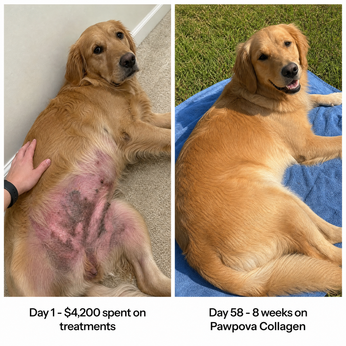 A Calmer, Itch Free Dog In Weeks
