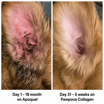 A Calmer, Itch Free Dog In Weeks
