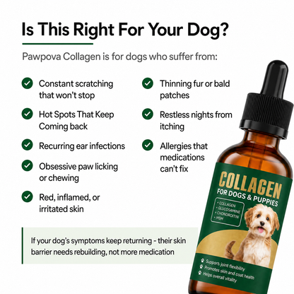 A Calmer, Itch Free Dog In Weeks