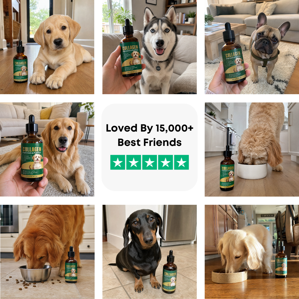 A Calmer, Itch Free Dog In Weeks