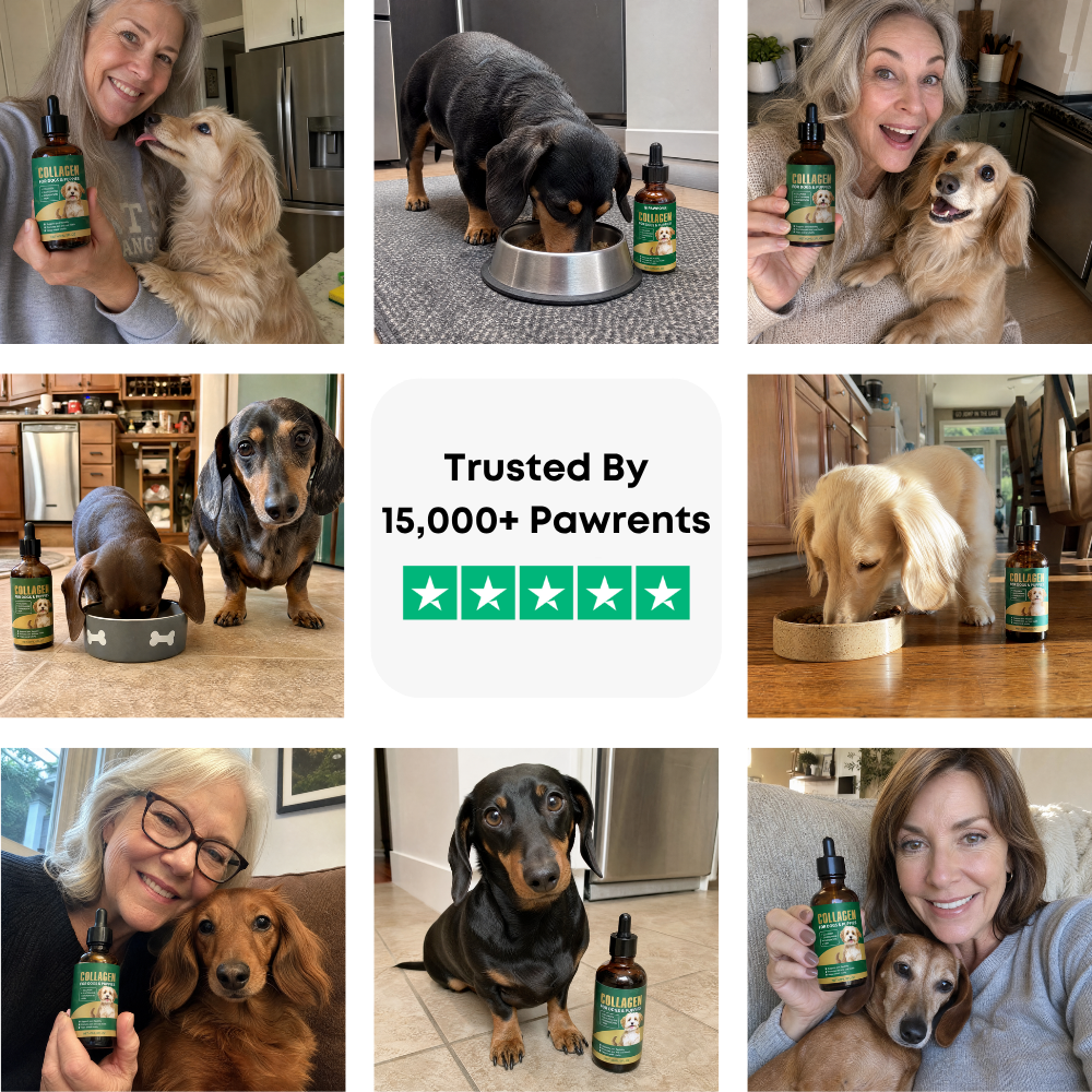 Premium Liquid Collagen for Dachshunds