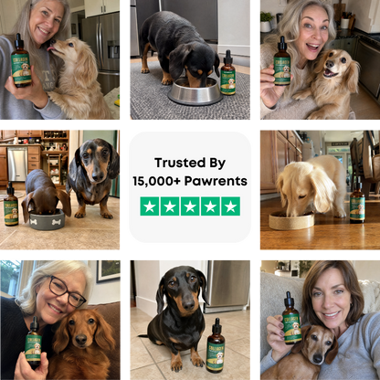 Premium Liquid Collagen for Dachshunds