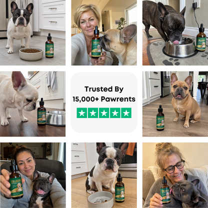 A Calmer, Itch-Free Frenchie in Weeks