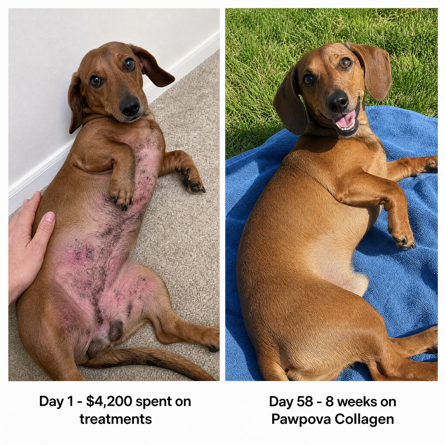 Premium Liquid Collagen for Dachshunds