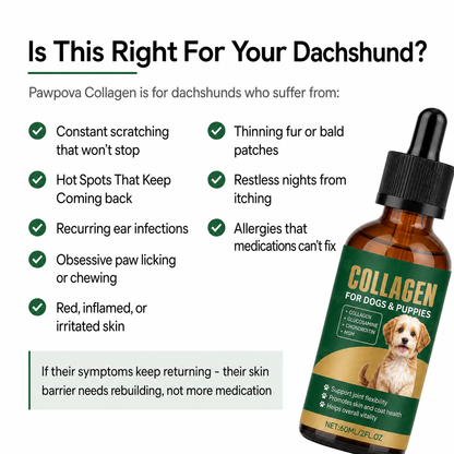 Premium Liquid Collagen for Dachshunds