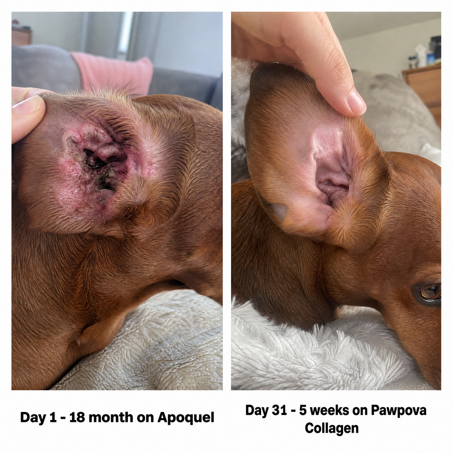 Premium Liquid Collagen for Dachshunds