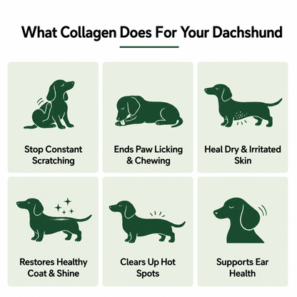 Premium Liquid Collagen for Dachshunds