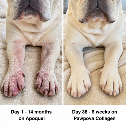 A Calmer, Itch-Free Frenchie in Weeks
