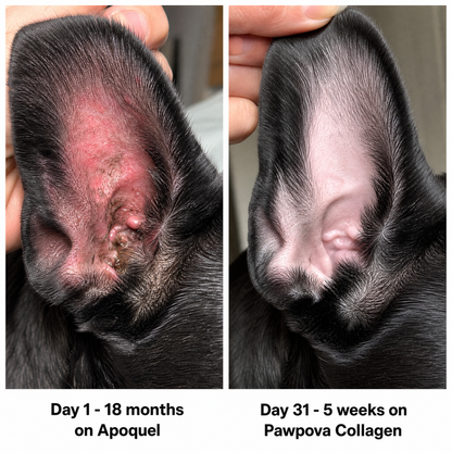 A Calmer, Itch-Free Frenchie in Weeks