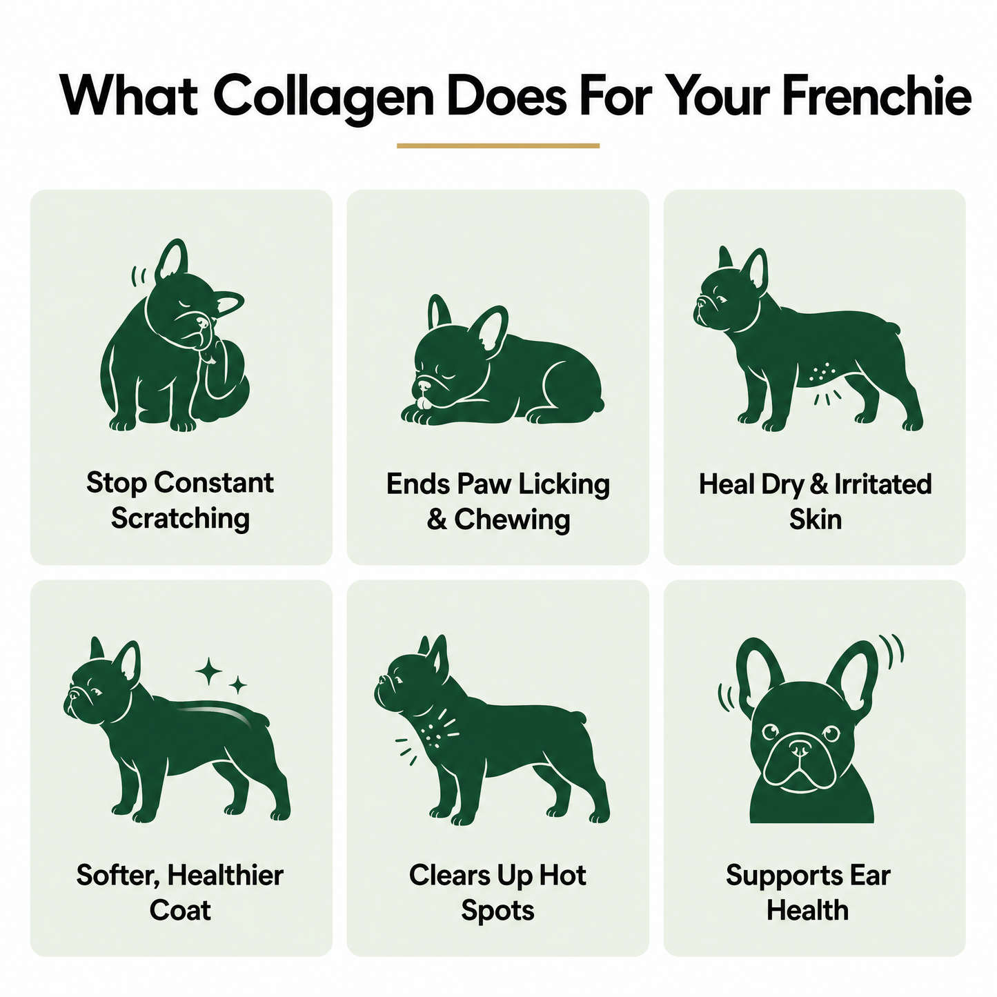 A Calmer, Itch-Free Frenchie in Weeks