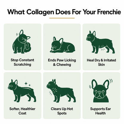 A Calmer, Itch-Free Frenchie in Weeks