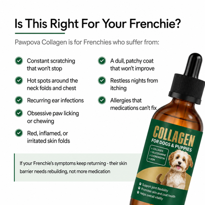 A Calmer, Itch-Free Frenchie in Weeks